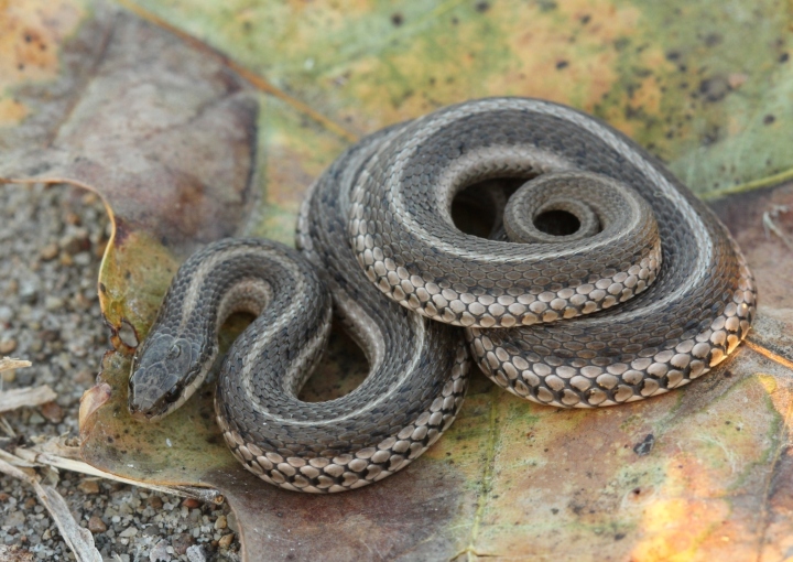 Lined Snake